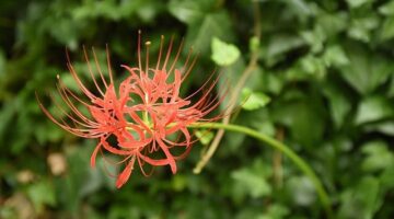 Fascinující španělská kultura & tradice