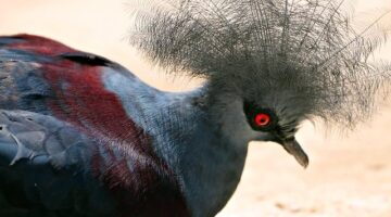 Jak získat vízum do Maďarska – podrobný průvodce