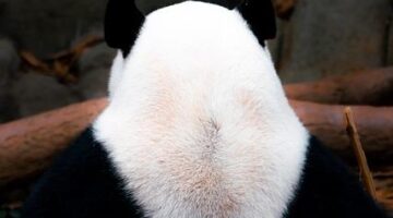 Základy německé kuchyně: Co vyzkoušet ve Frankfurtu