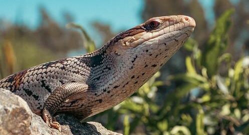 Nejbližší jazyk není čeština, ale podle požadavku by měl být výraz něco jako:

„Švýcarsko: Informative článek