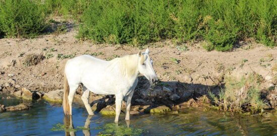 Průvodce nejlepšími víny z Francie