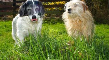 Jak si užít letní dovolenou v Chorvatsku