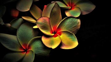 Poznejte malebnou Francii: Informative