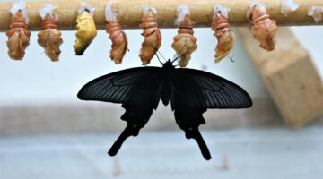 Jak objevit krásy Maďarska – památky, kultura a gastronomie