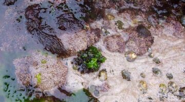 Fascinující Francie: Informative článek o turistických atrakcích, kultuře a gastronomii