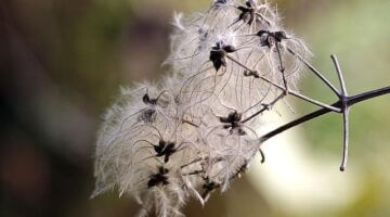 Spiknutí v Německu: Historický přehled
