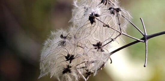 Spiknutí v Německu: Historický přehled