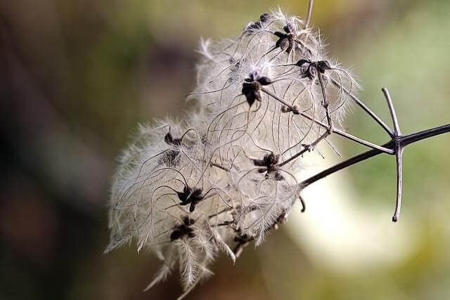 Spiknutí v Německu: Historický přehled