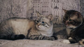 Seznámení s Polskem: Co potřebujete vědět