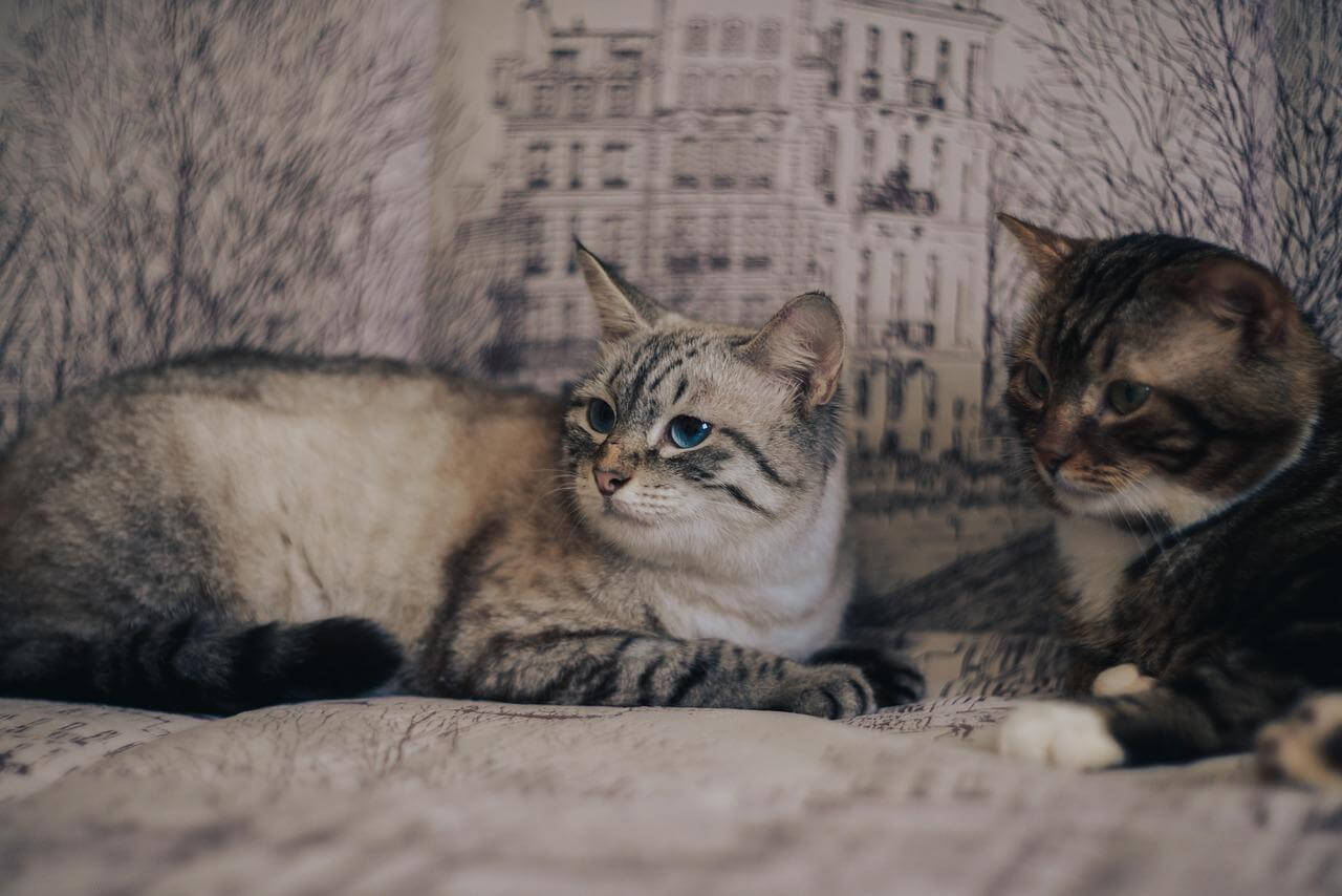 Seznámení s Polskem: Co potřebujete vědět