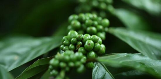 Kulturní klenoty Francie: Informative