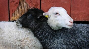 Jak se dostat do Maďarska: Informative