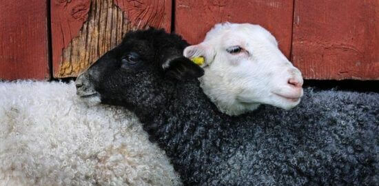 Jak se dostat do Maďarska: Informative