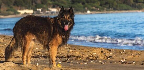 Oslava francouzské kultury: Zajímavosti a tradice