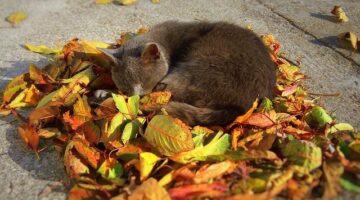 Jak co se dozvědět o Maďarsku?