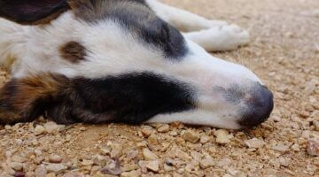 Jak si užít Maďarsko: Informative návrat do středověku