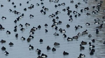 Poláci a jejich kultura