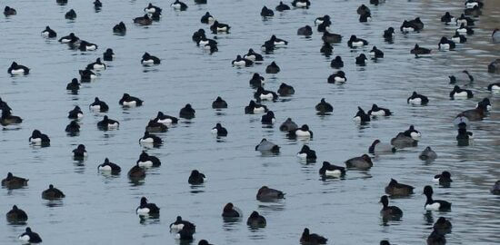 Poláci a jejich kultura