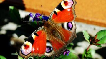 Jak navštívit Chorvatsko s minimálním rozpočtem