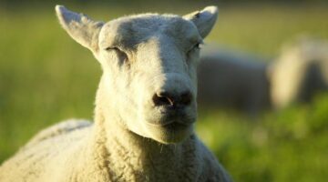 Svěží vzduch, čisté jezera a horské vrcholy: Švýcarsko očima turisty