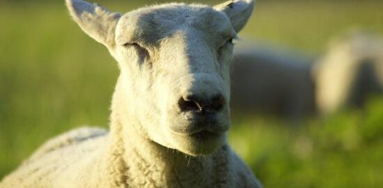 Svěží vzduch, čisté jezera a horské vrcholy: Švýcarsko očima turisty