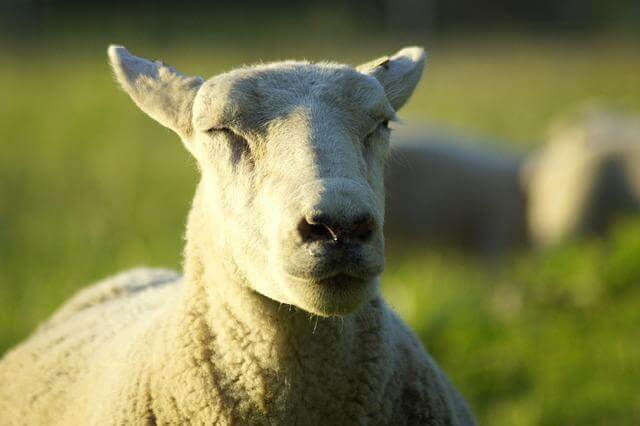 Svěží vzduch, čisté jezera a horské vrcholy: Švýcarsko očima turisty