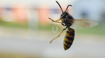 Jak se dostat do Maďarska: Informative guide