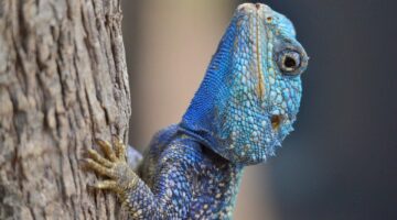 Jedinečná kultura Itálie