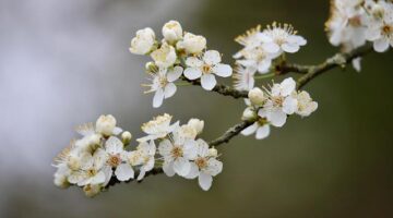 Objevujeme kouzlo německých vánočních trhů