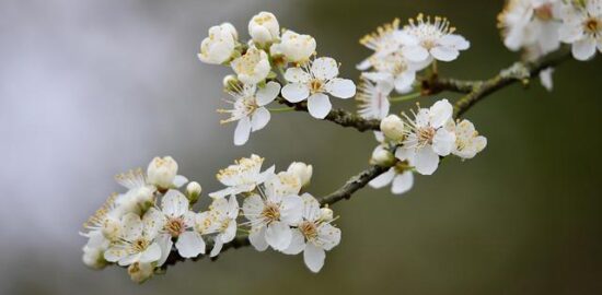 Objevujeme kouzlo německých vánočních trhů