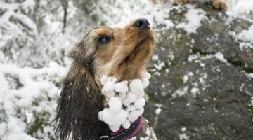 Cestopis – Chorvatsko