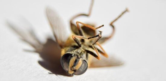 Jak se dostat nejlevněji do Maďarska?