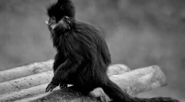 Francois v praxi: čím zabavit svou rodinu ve Francii