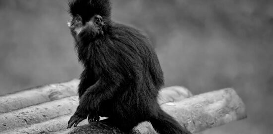 Francois v praxi: čím zabavit svou rodinu ve Francii