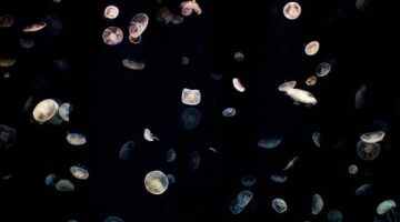 Život v Německu: Informace a tipy