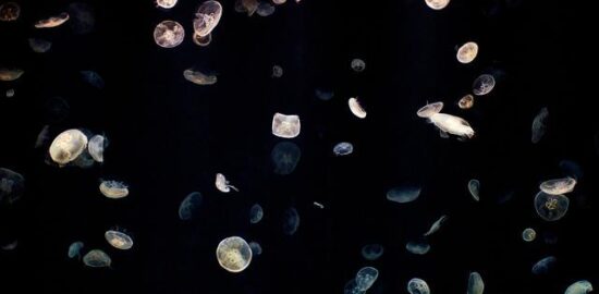 Život v Německu: Informace a tipy