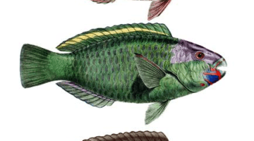 Objektivní pohled na švýcarské vzdělávací systémy