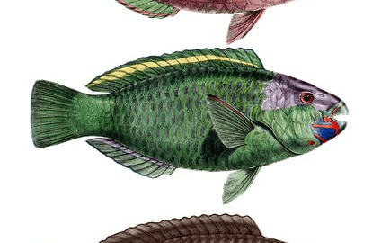 Objektivní pohled na švýcarské vzdělávací systémy