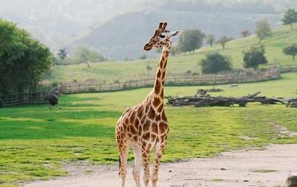 Česká cesta do Švýcarska
