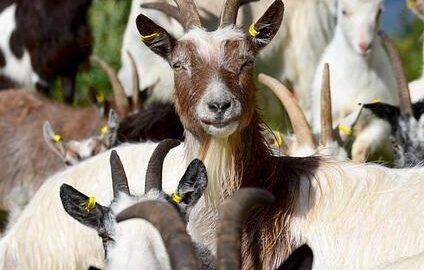 Jak se dostat do Maďarska bez problémů?