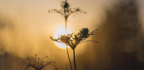 Poležel zemřít cestovat do Polska – Informative